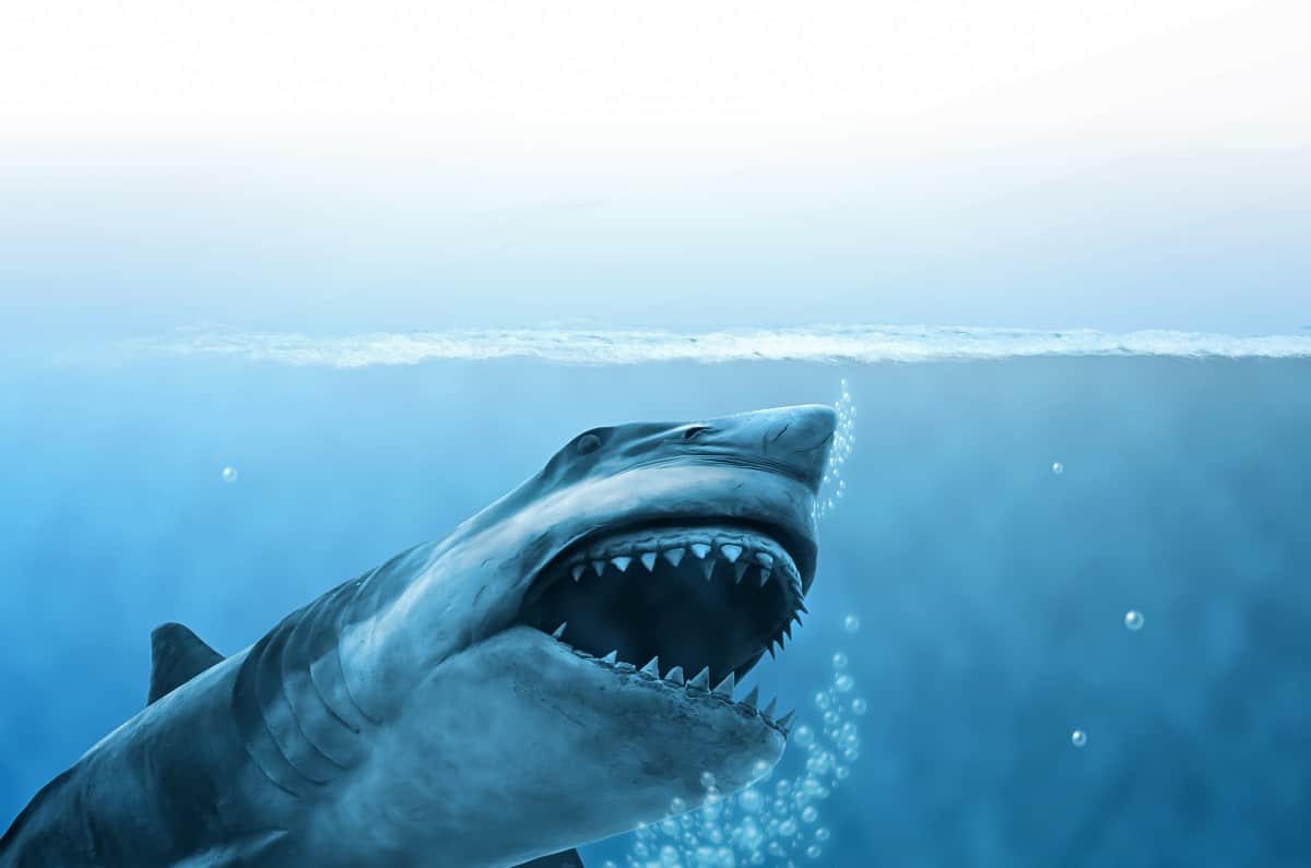 “Lawyer Bitten by Shark” and Other Jokes That Write Themselves Drew