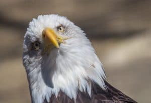 In Battle with Government Drone, Bald Eagle Comes Away Victorious