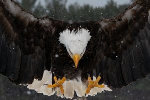 In Battle with Government Drone, Bald Eagle Comes Away Victorious
