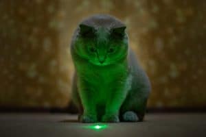 Cats Like Laser Pointers, Not Laser Sights
